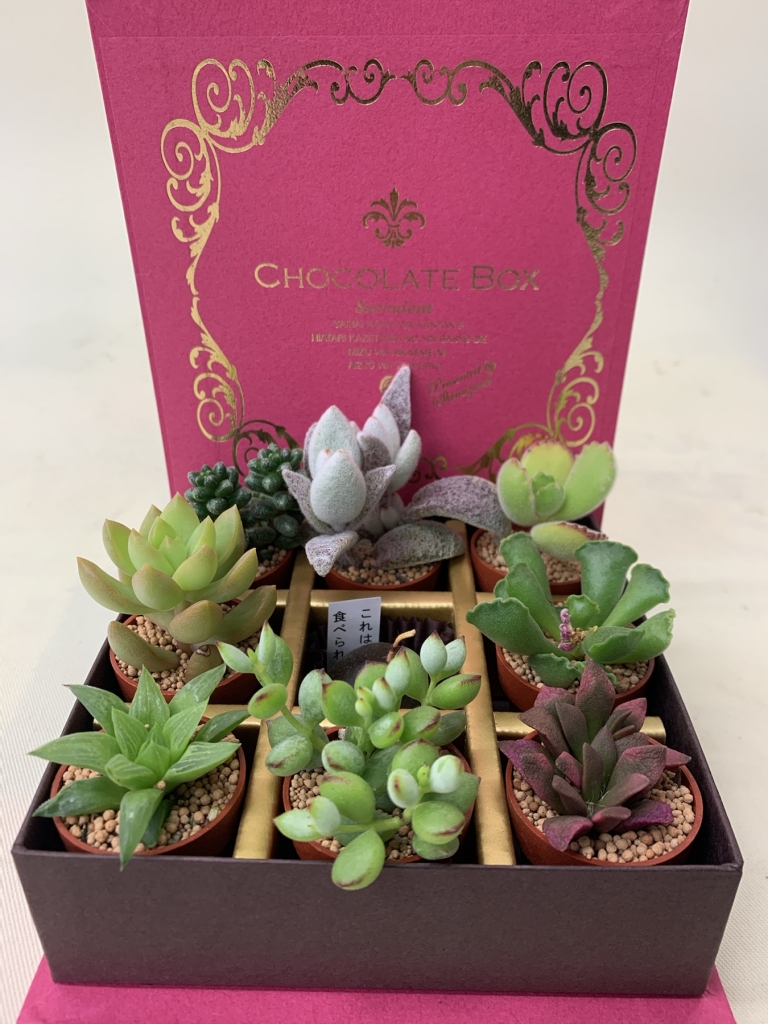 多肉植物チョコレートボックス | 花の熊谷ノーエン